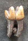 PERFECT TAPIR TOOTH - PLEISTOCENE, FLORIDA.
