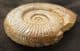 PERISPHINCTES (ARISTOSPHINCTES) PLICATILIS - JURASSIC, FRANCE.
