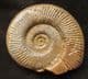 PERISPHINCTES (ARISTOSPHINCTES) PLICATILIS - JURASSIC, FRANCE.