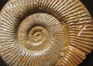 PERISPHINCTES (ARISTOSPHINCTES) PLICATILIS - JURASSIC, FRANCE.
