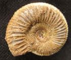 PERISPHINCTES VIRGULOIDES - JURASSIC, MADAGASCAR.