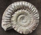 PERONOCERAS FIBULATUM - JURASSIC, YORKSHIRE COAST