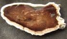 PETRIFIED WOOD - WILLOW - MIOCENE, OREGON, USA.