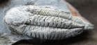 PHACOPINA MICHELI MICHELI - ORDOVICIAN, NORMANDY, FRANCE.