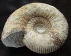 PHAULOSTEPHANUS PAULUS - JURASSIC, DORSET.