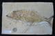 PHOLIDOPHORUS MACROCEPHALUS - JURASSIC, LITHOGRAPHIC LIMESTONE, BAVARIA, GERMANY.