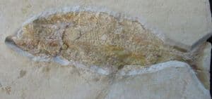 PHOLIDOPHORUS MACROCEPHALUS - JURASSIC, LITHOGRAPHIC LIMESTONE, BAVARIA, GERMANY.