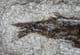 PHOLIDORHYNCHODON MALZANNI - UPPER TRIASSIC, NORTHERN ITALY.