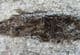 PHOLIDORHYNCHODON MALZANNI - UPPER TRIASSIC, NORTHERN ITALY.