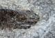 PHOLIDORHYNCHODON MALZANNI - UPPER TRIASSIC, NORTHERN ITALY.