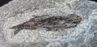 PHOLIDORHYNCHODON MALZANNI - UPPER TRIASSIC, NORTHERN ITALY.
