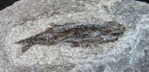 PHOLIDORHYNCHODON MALZANNI - UPPER TRIASSIC, NORTHERN ITALY.