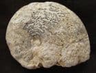 PHYLLOCERAS SHOWING SUPERB SUTURES - JURASSIC, SOMERSET.