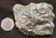 PIECE OF ORIGINAL 'GOLDSTONE' WITH AMMONITES - JURASSIC, LYME REGIS.