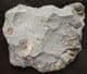 PIECE OF ORIGINAL 'GOLDSTONE' WITH AMMONITES - JURASSIC, LYME REGIS.
