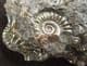 PIECE OF ORIGINAL 'GOLDSTONE' WITH AMMONITES - JURASSIC, LYME REGIS.