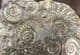 PIECE OF ORIGINAL 'GOLDSTONE' WITH AMMONITES - JURASSIC, LYME REGIS.