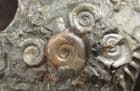PIECE OF ORIGINAL 'GOLDSTONE' WITH AMMONITES - JURASSIC, LYME REGIS.