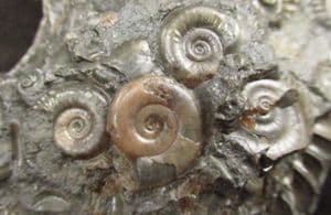 PIECE OF ORIGINAL 'GOLDSTONE' WITH AMMONITES - JURASSIC, LYME REGIS.