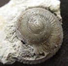 PLANISPIRAL GASTROPOD SHOWING SIPHONAL SLIT - JURASSIC, DORSET.