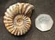 PLEUROCERAS SPINATUM - JURASSIC, GERMANY.