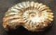 PLEUROCERAS SPINATUM - JURASSIC, GERMANY.