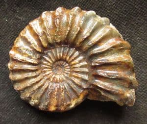PLEUROCERAS SPINATUM - JURASSIC, GERMANY.