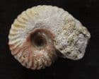 POECILOMORPHUS ANGULINUS- JURASSIC, DORSET.