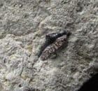 POLYACRODUS PARVIDENS - LOWER CRETACEOUS, HASTINGS.