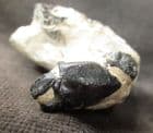 PORTUNITES INCERTA SHOWING ONE CLAW - LONDON CLAY, SEASALTER, KENT.