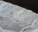 POSITIVE / NEGATIVE PERMIAN FISH FROM GERMANY.