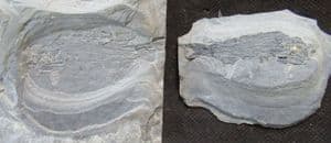POSITIVE / NEGATIVE PERMIAN FISH FROM GERMANY.