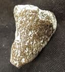 POSSIBLE PHALANGE - CROCODILE OR DINOSAUR - LOWER CRETACEOUS, HASTINGS.
