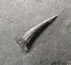 PREDATORY FISH TOOTH - COAL MEASURES, NORTHUMBERLAND.