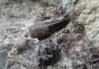 PREDATORY FISH TOOTH - RHAETIC BONE BED, AUST CLIFF NEAR BRISTOL.