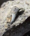 PREDATORY FISH TOOTH - TRIASSIC, GLOUCESTERSHIRE.