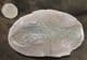 PREDATORY RAY FINNED FISH IN NODULE - PERMIAN,  GERMANY.
