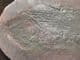 PREDATORY RAY FINNED FISH IN NODULE - PERMIAN,  GERMANY.