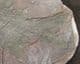 PREDATORY RAY FINNED FISH IN NODULE - PERMIAN,  GERMANY.