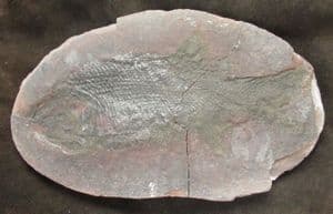 PREDATORY RAY FINNED FISH IN NODULE - PERMIAN,  GERMANY.