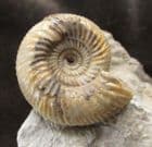 PROCERITES IMITATOR - JURASSIC, DORSET.