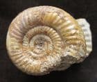 PROCERITES ON PEDESTAL OF MATRIX - JURASSIC, DORSET.