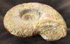 PROCERITES PROCERA - JURASSIC, LOWER BATHONIAN, DORSET.