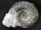 PROCERITES (SIEMRADSKIA) AURIGERA - JURASSIC, DORSET.