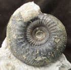 PROCERITES SUBGLOBOSUS - JURASSIC, DORSET.