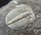 PROETID WITH WHITE EXOSKELETON PRESERVED - SILURIAN, CZECH REPUBLIC.