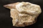 PROGNATHODON TOOTH IN MATRIX- UPPER CRETACEOUS, MOROCCO.