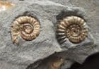 PROMICROCERAS - ONE SHOWING IRIDESCENCE  - JURASSIC, LYME REGIS.
