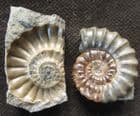 PROMICROCERAS POS / NEG - JURASSIC, LYME REGIS.