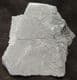 PROMICROCERAS POS / NEG 'POPPER' - JURASSIC, LYME REGIS.